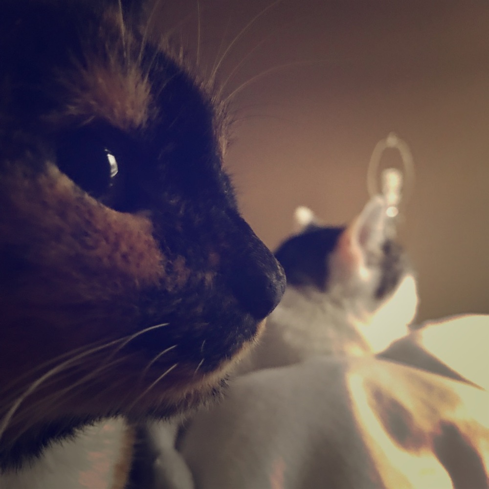 Meet your Posher, Elle